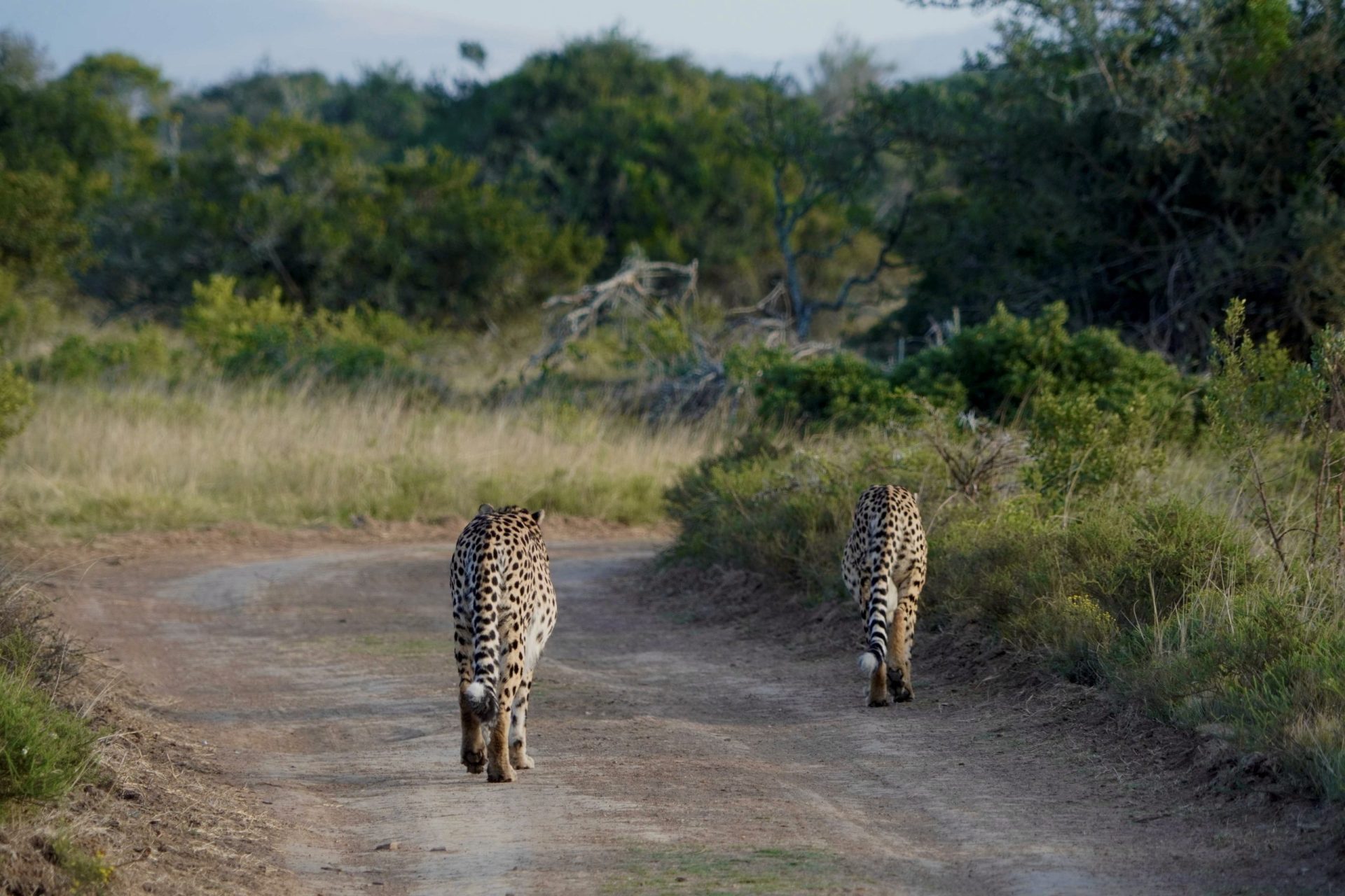 Wildlife conservation safari in South Africa